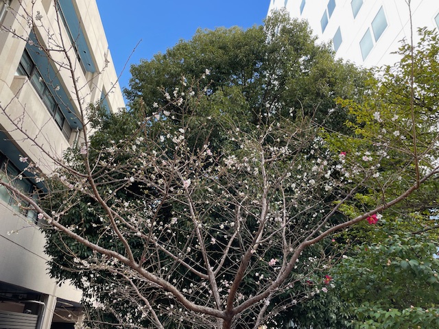 おばらしきざくら小花たくさん