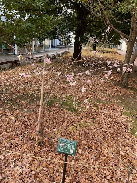 おばらしきざくら枝