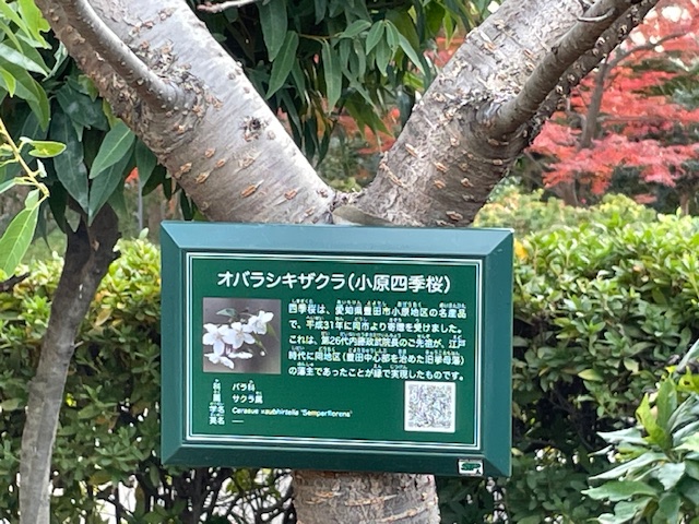 おばらしきざくら説明