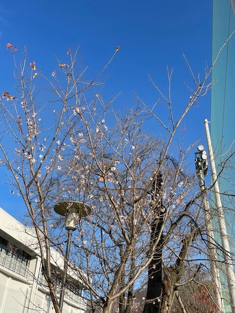 四季桜グラウンド横