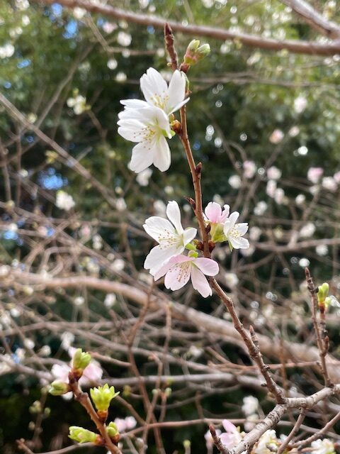 おばらしきざくら花