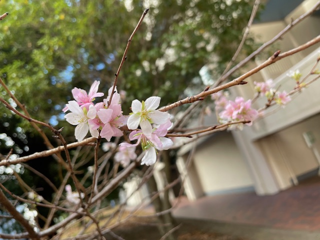 おばらしきざくら花ピンク