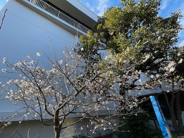 四季桜体育館前