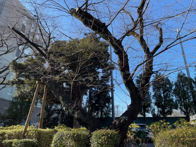 ソメイヨシノロープ