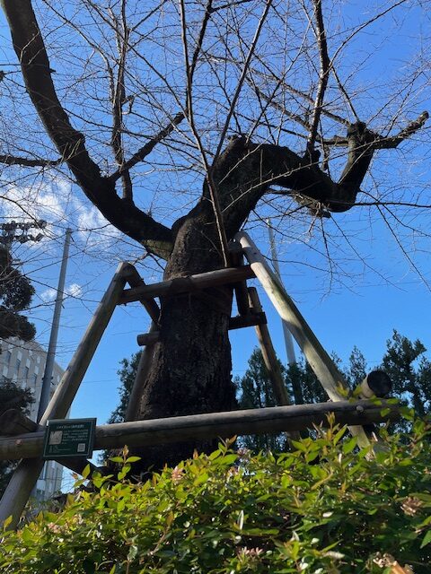 ソメイヨシノ囲い