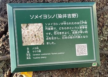 ソメイヨシノ説明