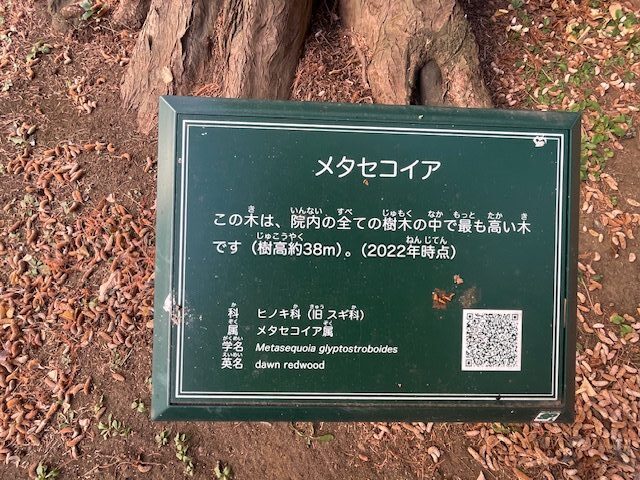 メタセコイヤ説明