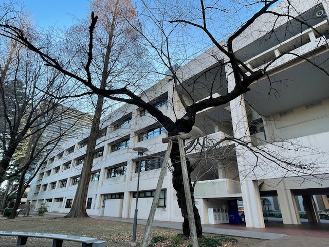 ソメイヨシノ支え