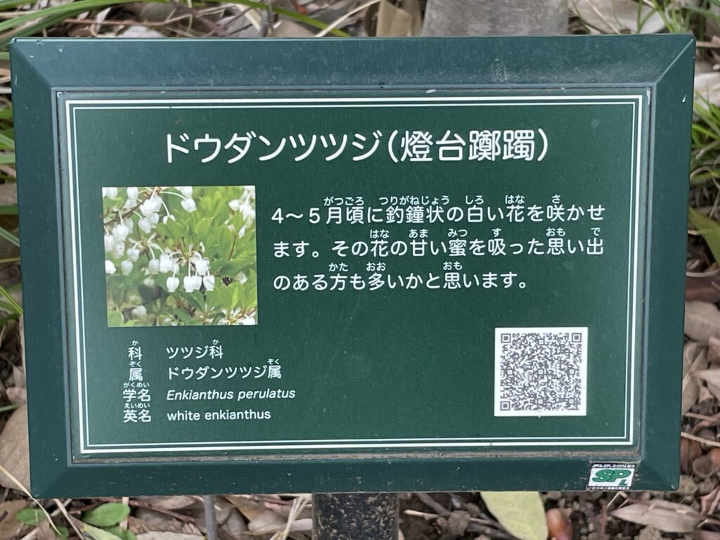 どうだんつつじ説明