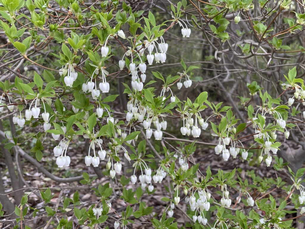 どうだんつつじ花