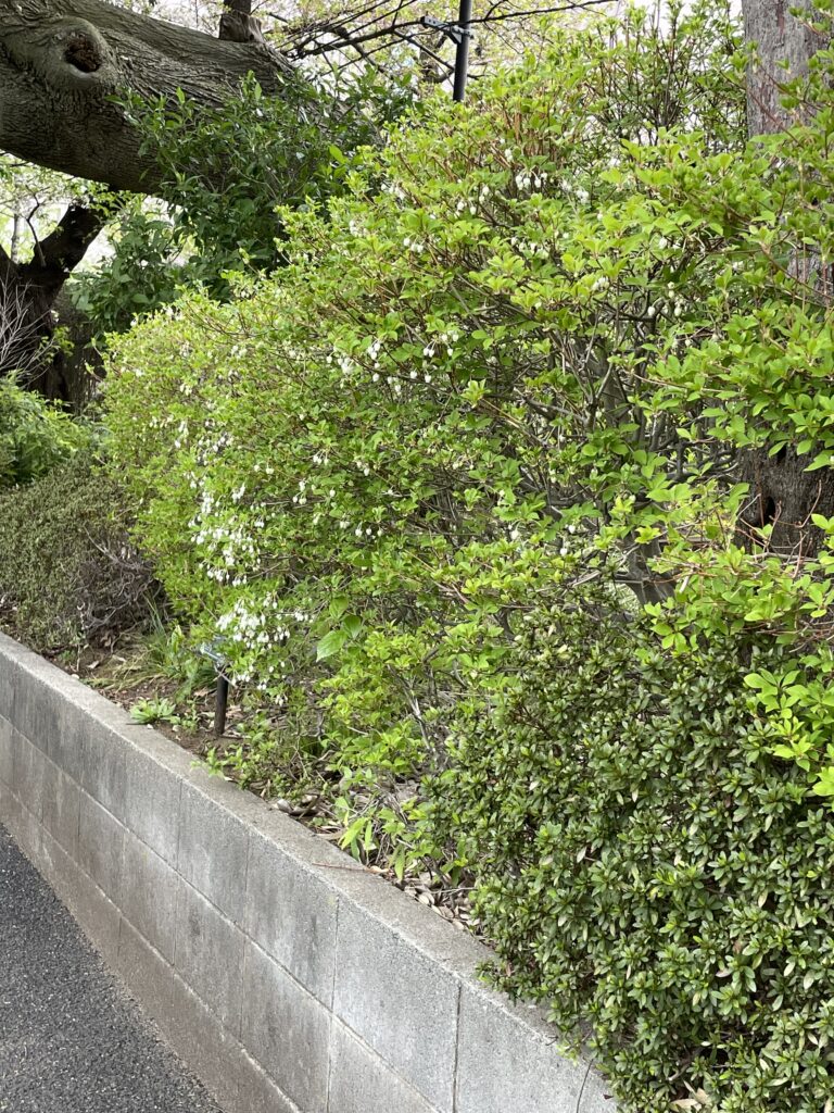 どうだんつつじ